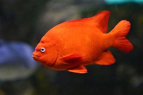 garibaldi fish|19 Garibaldi Fish Facts.